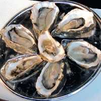 צדפות אויסטרס (Oysters)